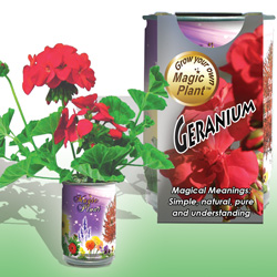 Geranium
