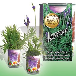 Lavender