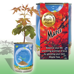 Maple