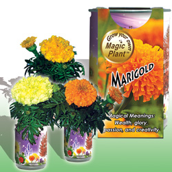 Marigold (1)