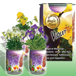 Viola